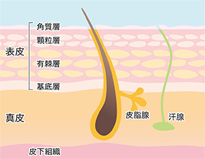 皮膚構造